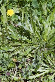 Attēlu rezultāti vaicājumam “Hypochaeris radicata”