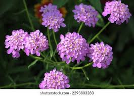 Image result for Iberis umbellata