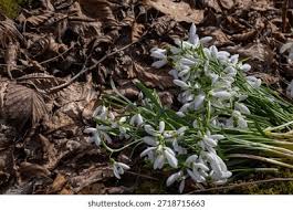 Attēlu rezultāti vaicājumam “Galanthus nivalis leaf”