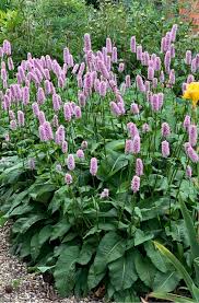 Attēlu rezultāti vaicājumam “Bistorta major fruit”