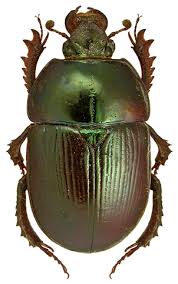 Attēlu rezultāti vaicājumam “Geotrupes”