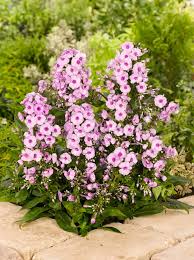 Image result for Phlox paniculata `Bright Eyes`