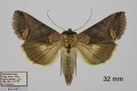 Attēlu rezultāti vaicājumam “Abrostola triplasia”