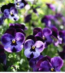 Image result for Viola cornuta