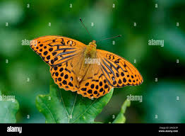 Attēlu rezultāti vaicājumam “Argynnis paphia”