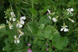 Attēlu rezultāti vaicājumam “Raphanus raphanistrum flower”