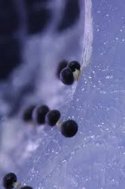 Attēlu rezultāti vaicājumam “Physarum leucopus plasmodium”