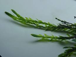 Attēlu rezultāti vaicājumam “Fontinalis antipyretica”