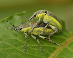 Attēlu rezultāti vaicājumam “Chlorophanus viridis”