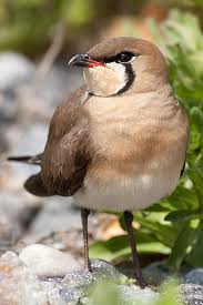 Image result for Glareola maldivarum