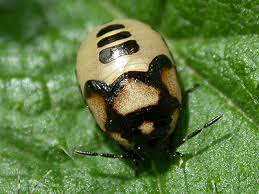 Attēlu rezultāti vaicājumam “Tritomegas bicolor nymph”