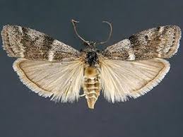 Attēlu rezultāti vaicājumam “Apomyelois bistriatella”