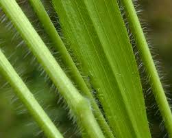 Attēlu rezultāti vaicājumam “Brachypodium sylvaticum”