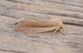 Attēlu rezultāti vaicājumam “Mythimna flammea”