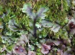 Attēlu rezultāti vaicājumam “Pellia epiphylla sporophyte”