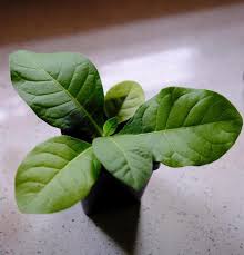 Attēlu rezultāti vaicājumam “Nicotiana tabacum leaf”