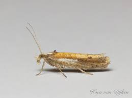 Attēlu rezultāti vaicājumam “Ypsolopha parenthesella”