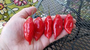 Afbeeldingsresultaat voor paper lantern hot pepper