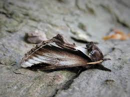 Attēlu rezultāti vaicājumam “Pheosia gnoma”