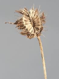 Attēlu rezultāti vaicājumam “Trifolium pratense”