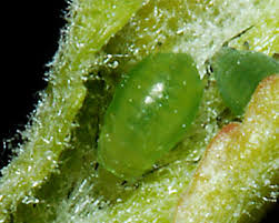 Attēlu rezultāti vaicājumam “Rhopalosiphum oxyacanthae”