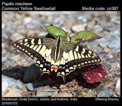Attēlu rezultāti vaicājumam “Papilio machaon upperside”