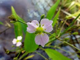 Attēlu rezultāti vaicājumam “Alisma lanceolatum”