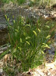 Attēlu rezultāti vaicājumam “Carex rostrata”