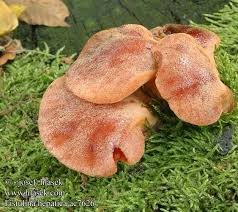 Attēlu rezultāti vaicājumam “Fistulina hepatica”