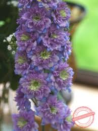 Attēlu rezultāti vaicājumam “Delphinium elatum  bud”
