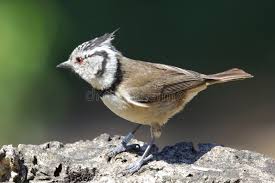 Attēlu rezultāti vaicājumam “Lophophanes cristatus”