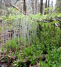 Attēlu rezultāti vaicājumam “Atrichum flavisetum sporophyte”