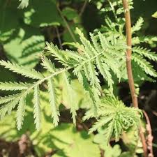 Attēlu rezultāti vaicājumam “Tanacetum vulgare leaf”