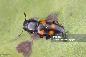 Attēlu rezultāti vaicājumam “Glischrochilus quadripunctatus imago”