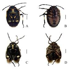 Attēlu rezultāti vaicājumam “Eurydema dominulus imago”