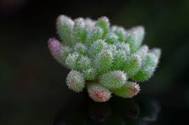 Attēlu rezultāti vaicājumam “Sedum album leaf”