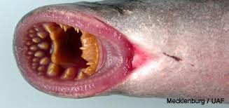 Image result for Lethenteron camtschaticum