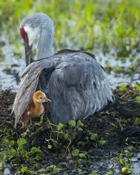 Attēlu rezultāti vaicājumam “Grus grus nest”
