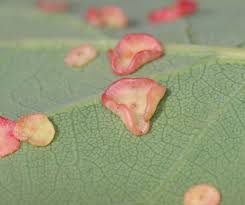 Attēlu rezultāti vaicājumam “Neuroterus albipes”