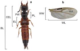 Attēlu rezultāti vaicājumam “Bolitophagus reticulatus larva”