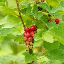 Bildergebnis für rote johannisbeeren