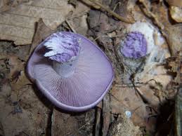 Attēlu rezultāti vaicājumam “Lepista nuda”