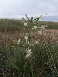 Attēlu rezultāti vaicājumam “Silene tatarica”