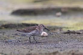 Attēlu rezultāti vaicājumam “Calidris alpina”