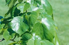 Attēlu rezultāti vaicājumam “Tilia x moltkei leaf”