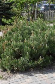 Attēlu rezultāti vaicājumam “Pinus mugo”