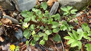 Attēlu rezultāti vaicājumam “Ficaria verna leaf”