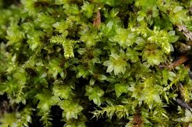 Attēlu rezultāti vaicājumam “Bryum moravicum”