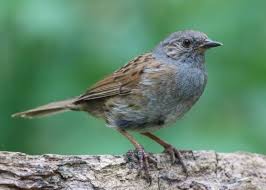 Attēlu rezultāti vaicājumam “Prunella modularis”