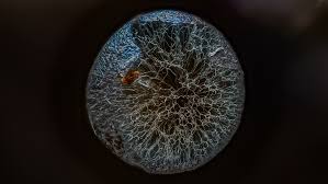 Attēlu rezultāti vaicājumam “Stemonitopsis aequalis var. microspora macro”